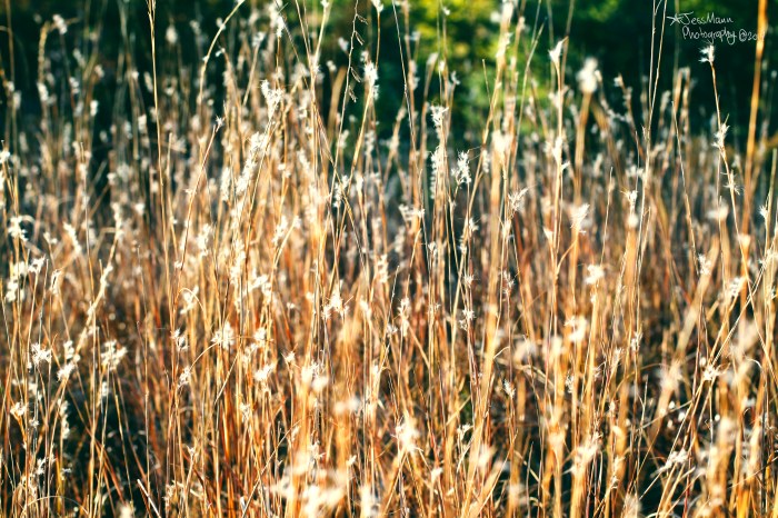Pririe grass at Spruce Woods