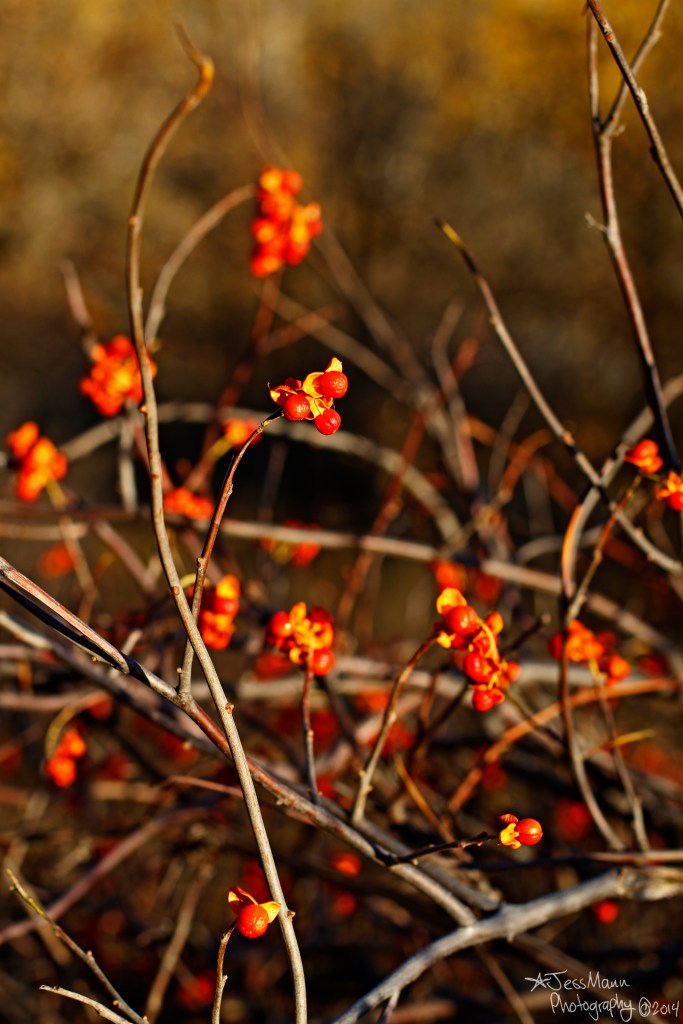 Plant life at Spruce Woods