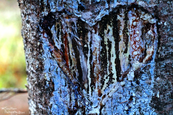 Two years later. Getting pretty gnarley.