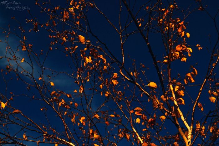 Autumn on the Devils Punchbowl Trail