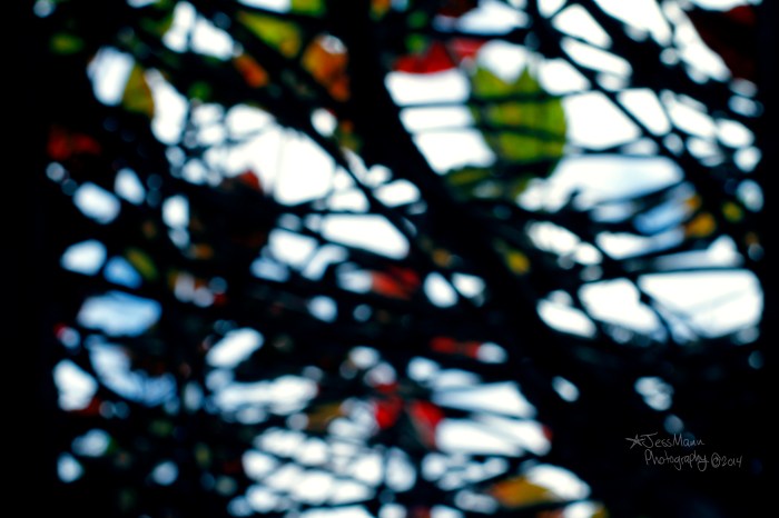 Fall leaves and vines at Assiniboine Park 2014