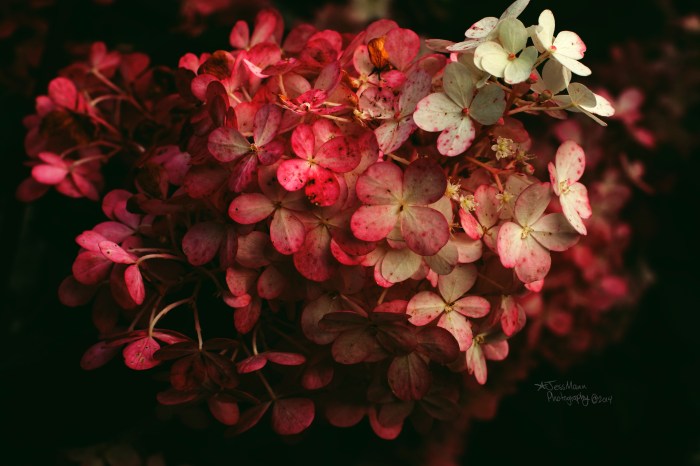 Leo Mol Staute Garden Assiniboine Park 2014
